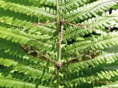 Долгоножка-гигантская_копуляция